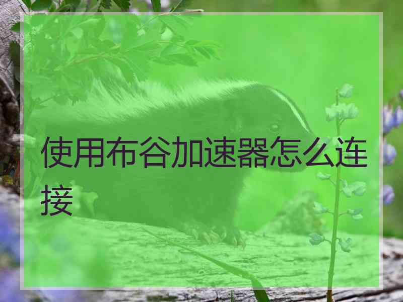 使用布谷加速器怎么连接
